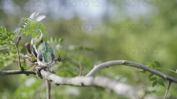 Green chameleon walks along branch and looksat around on bright sunny day on the green trees background. Panther chameleon