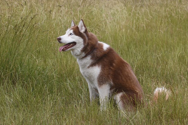 Siberian Husky