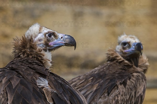 Cinereous vulture