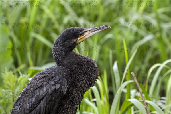 Great cormorant