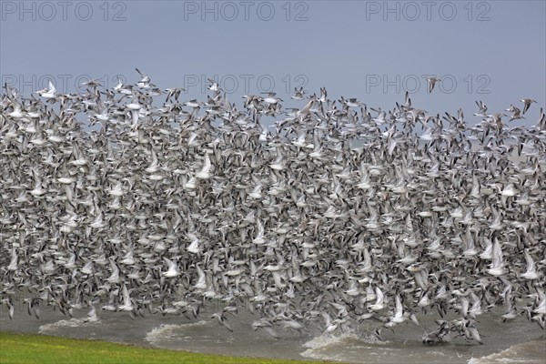 Red knots