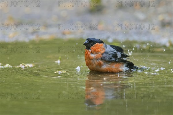 Eurasian bullfinch