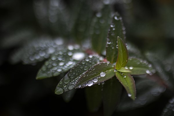 Water drops stand out on a large-flowered St. John's wort