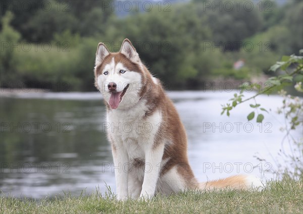 Siberian Husky