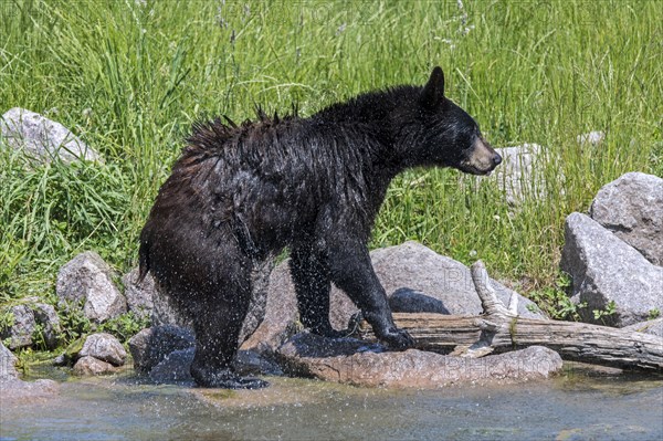 Young American black bear