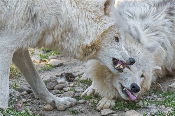 Two Arctic wolves