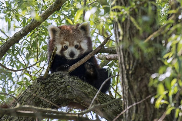 Curious red panda