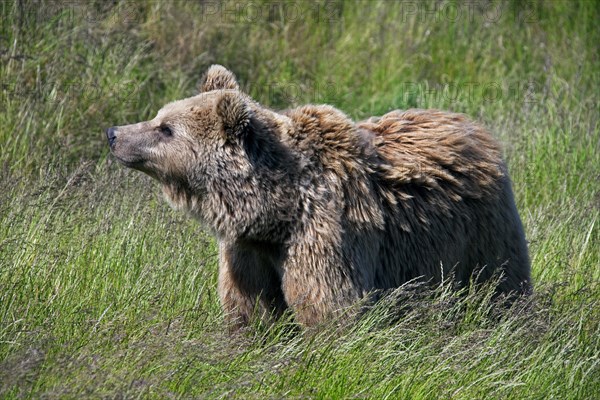 European brown bear