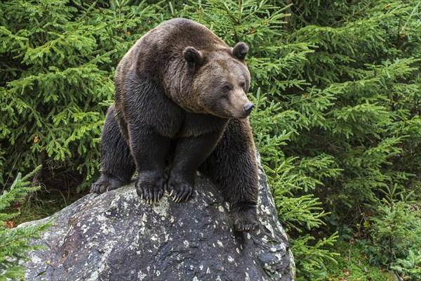 Eurasian brown bear