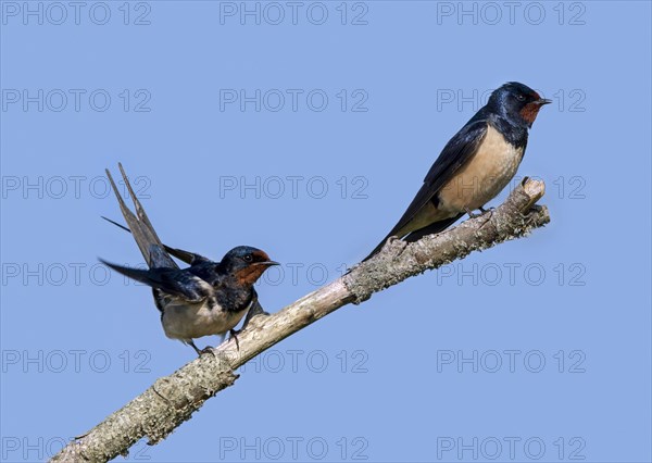 Barn swallow