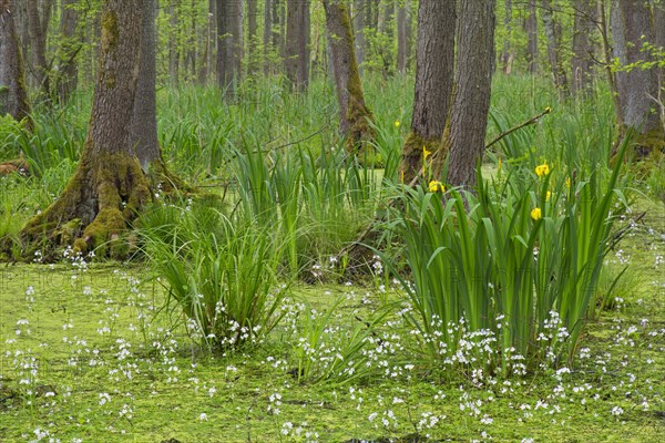 Alder carr showing black alder trees and aquatic plants like yellow flag