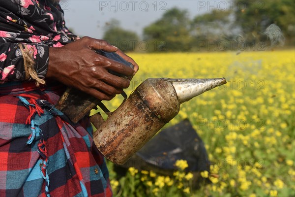 Bee keepers working in a bee farm near a mustards field in a village in Barpeta district of Assam in India on Wednesday 22 December 2021. The bee keeping business is one of the most profitable businesses in India. India has more than 3.5 million bee colonies. Indian apiculture market size is expected to reach a value of more than Rs. 30000 million by 2024