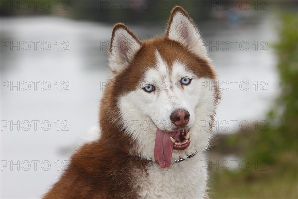 Siberian Husky