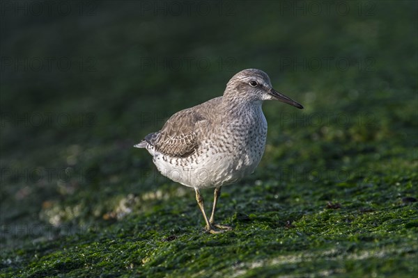 Red knot