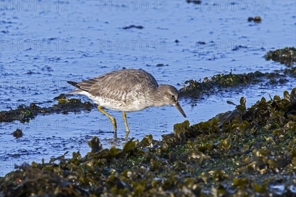 Red knot