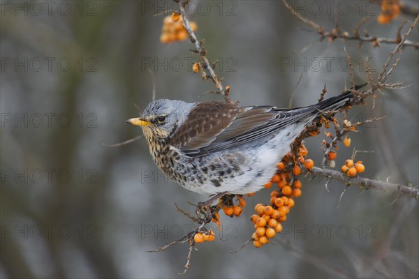 Fieldfare