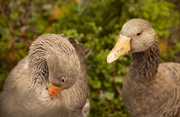 Geese in a meadow in Bonn Vilich