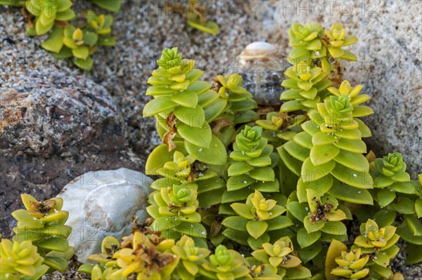 Sea sandwort