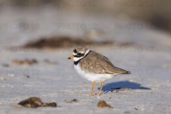 Common ringed plover