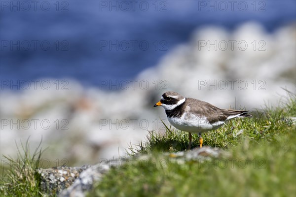 Common ringed plover
