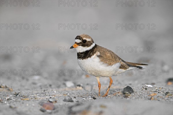 Common ringed plover