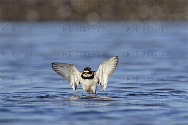 Common ringed plover