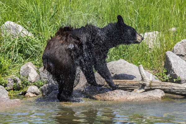 Young American black bear