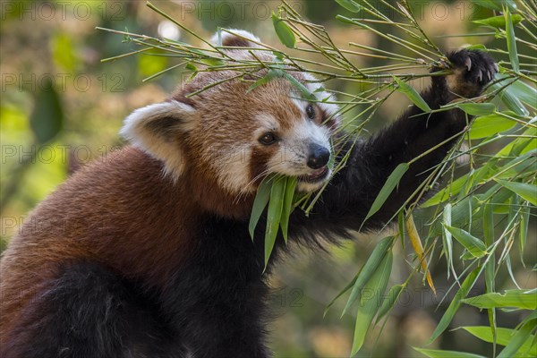 Red panda