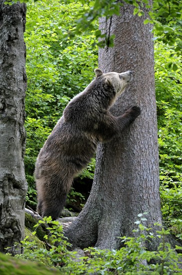 European Brown bear