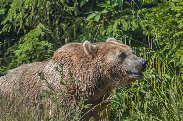 European brown bear