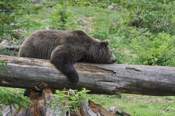 Lazy Eurasian brown bear