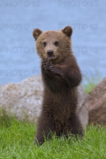 Eurasian brown bear