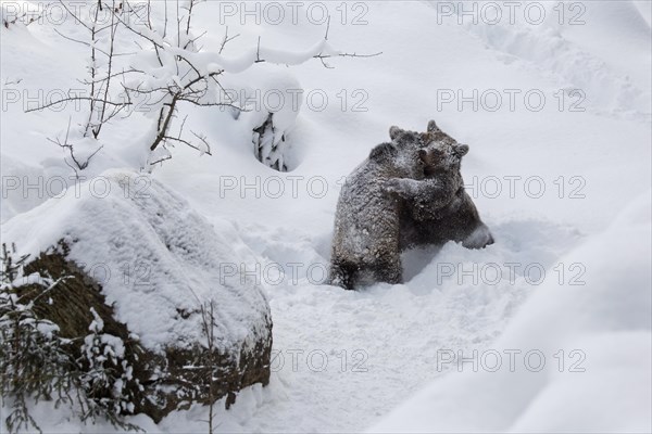 Two 1-year-old brown bear