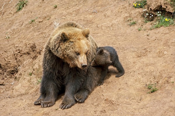 Cute brown bear