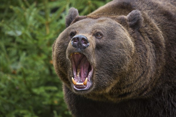 Close up of European brown bear