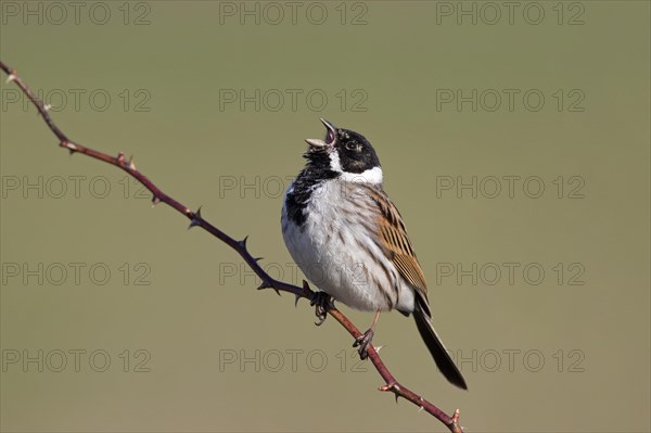 Common reed bunting