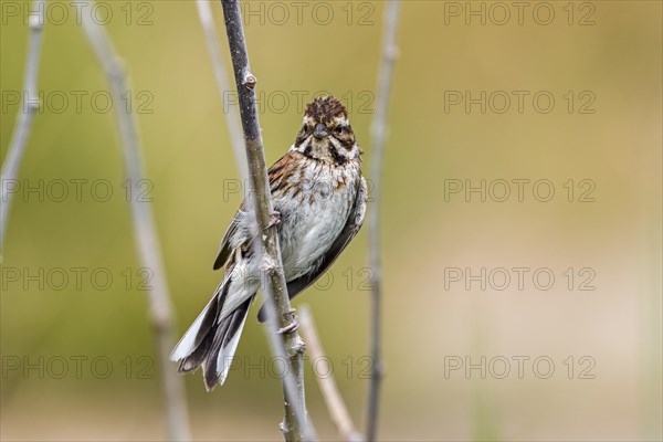 Common reed bunting