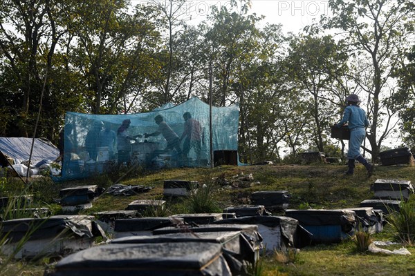 Bee keepers working in a bee farm near a mustards field in a village in Barpeta district of Assam in India on Wednesday 22 December 2021. The bee keeping business is one of the most profitable businesses in India. India has more than 3.5 million bee colonies. Indian apiculture market size is expected to reach a value of more than Rs. 30000 million by 2024