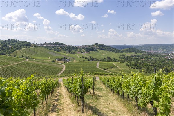 View from Kappelberg to Stuttgart-Rotenberg with grave chapel