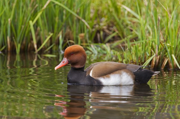 Red-crested pochard