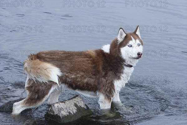 Siberian Husky