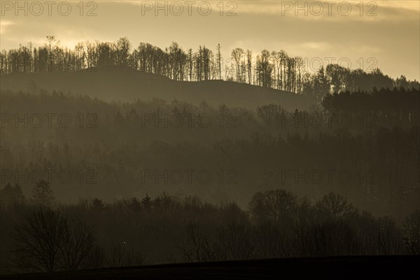 Forest clogged by the bark beetle looms in the dawn