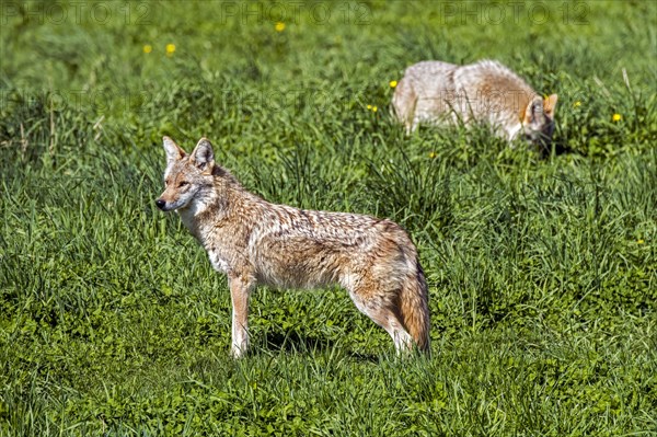 Two coyotes
