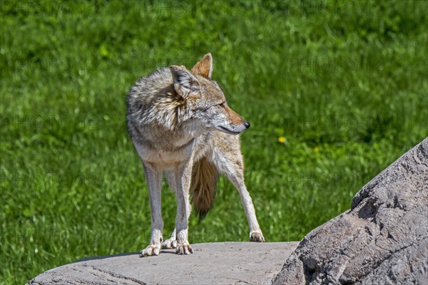 Coyote