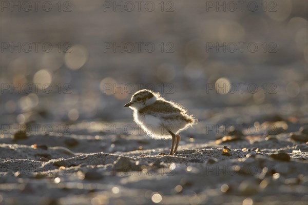 Cute common ringed plover