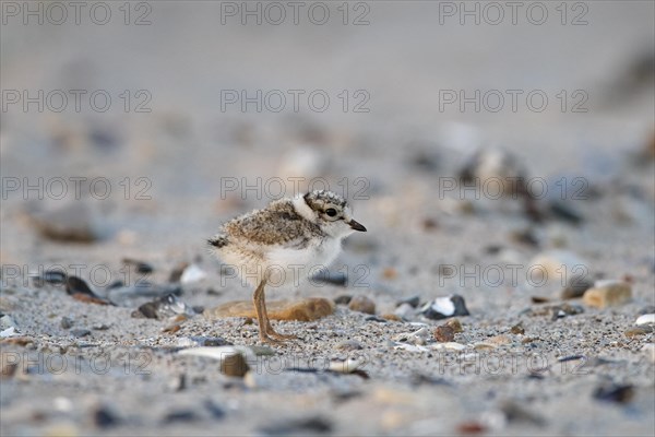 Cute common ringed plover