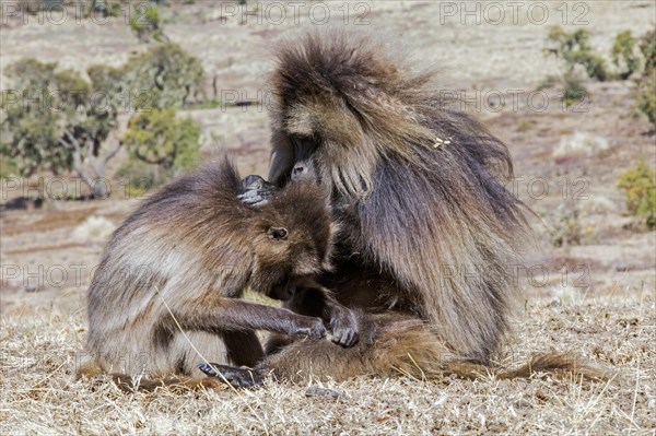 Gelada baboons