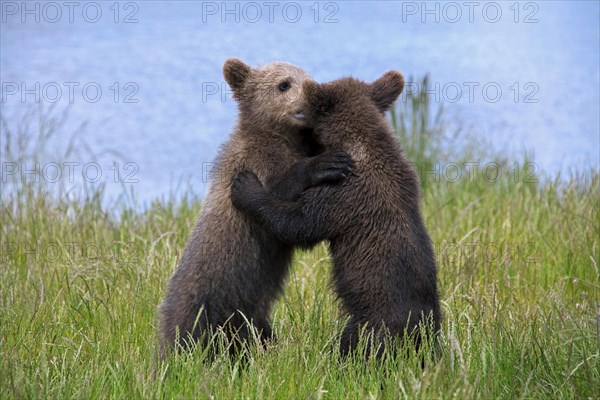 Two European brown bear