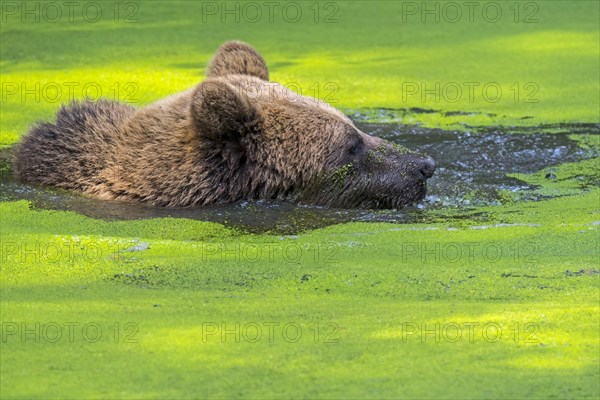 Brown bear