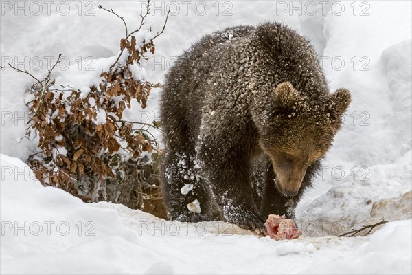 One year old brown bear